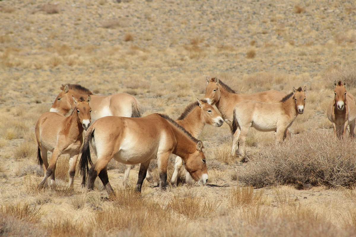 Hustai National Park