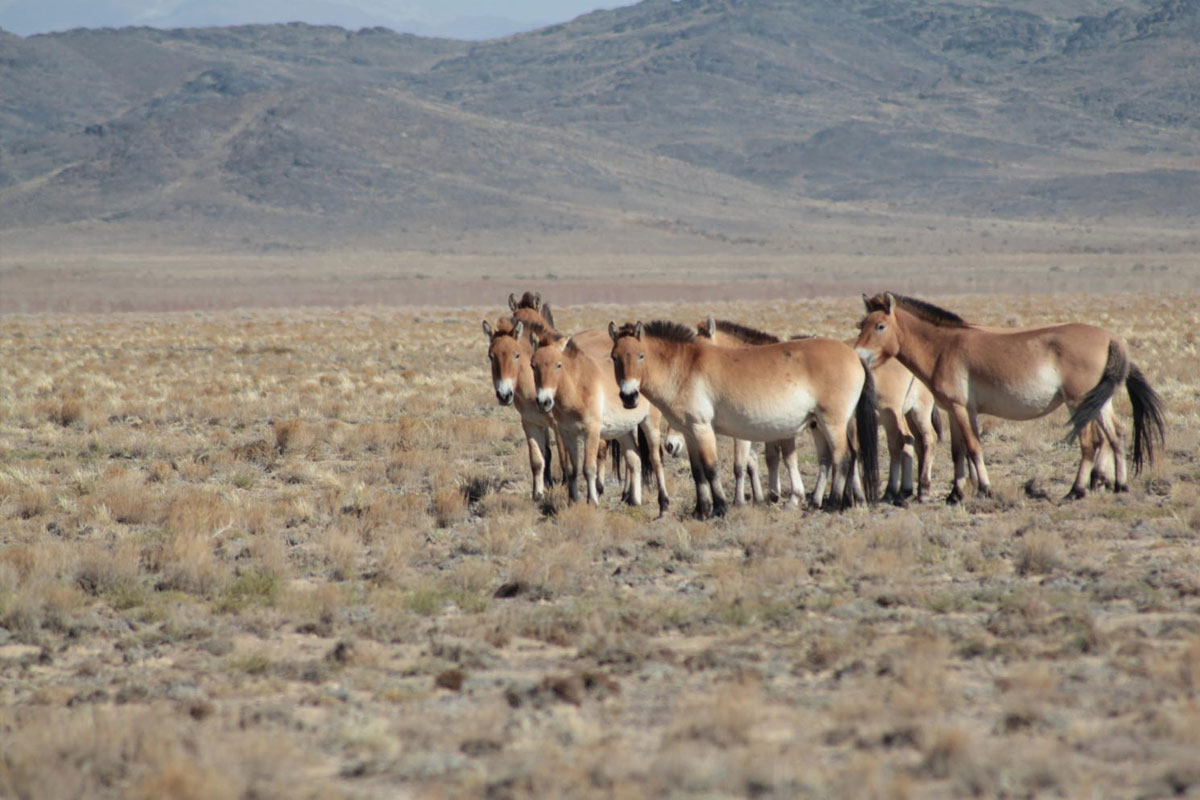 Gobi B (Special Protected Area)