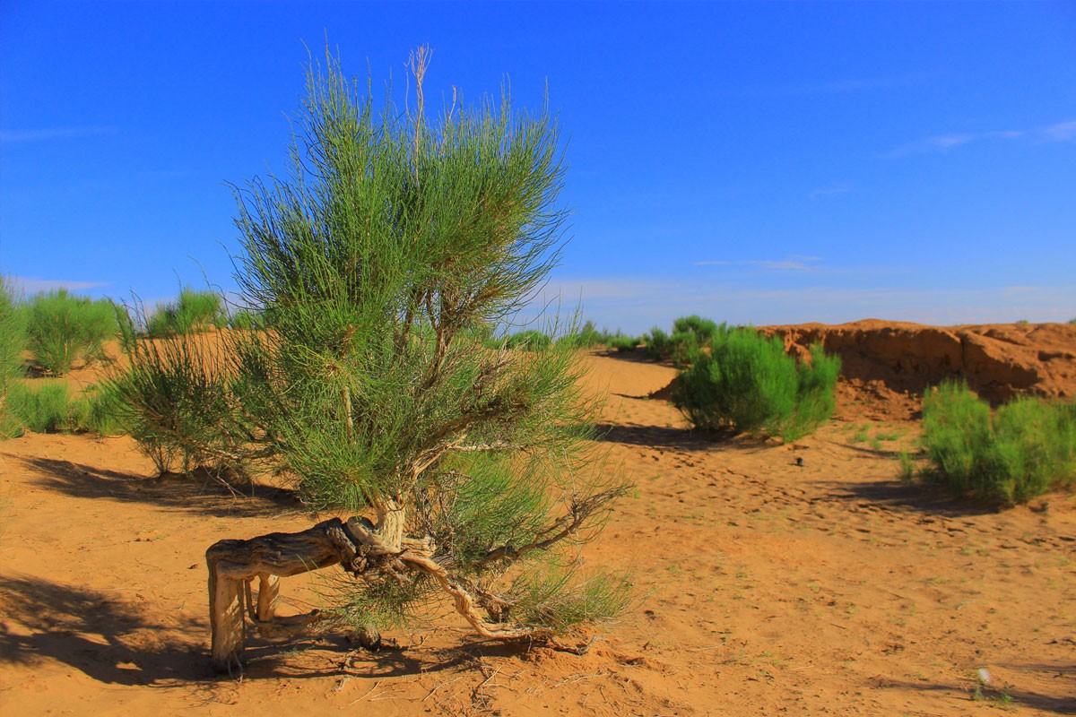 3 Nights in Gobi Desert